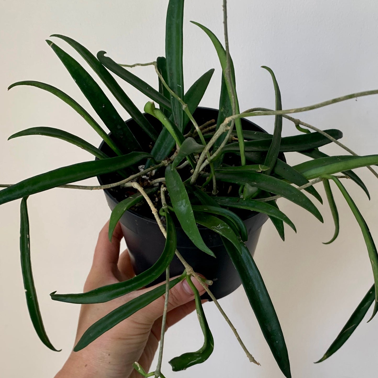 Hoya Shepherdii 4”pot