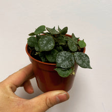 Load image into Gallery viewer, Hoya Curtisii  3&quot;pot
