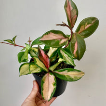 Load image into Gallery viewer, Hoya Tricolour &quot;Krimson Princess&quot; 5” pot
