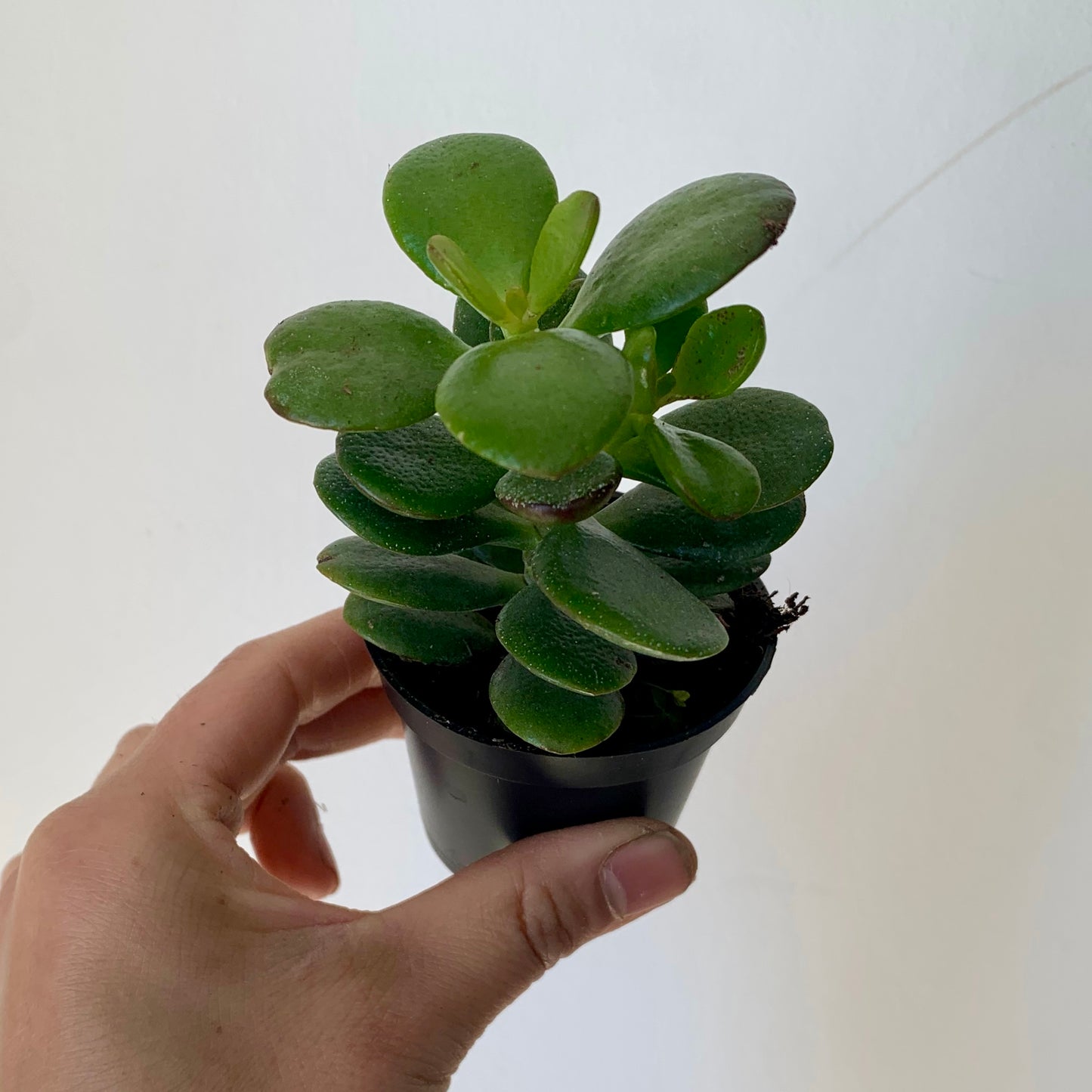 Baby Jade Succulent (Crassula ovata Minima)2.5” pot