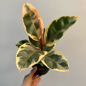 Ficus Elastica "Tineke"  5” pot