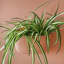 Load image into Gallery viewer, WallyGro Eco Planter (multiple colours available)
