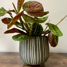Load image into Gallery viewer, CHEYENNE Grey footed concrete pot (available in two sizes )
