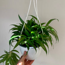 Load image into Gallery viewer, Spider Plant Green (Chlorophytum Comosum)6” hanging basket
