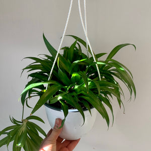 Spider Plant Green (Chlorophytum Comosum)6” hanging basket