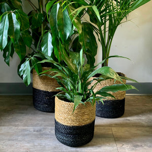 MIRA Seagrass Colour Block (dark base) 3 SIZES AVAILABLE