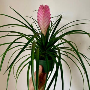 Tillandsia Cynea "Pink Quill" 4"pot
