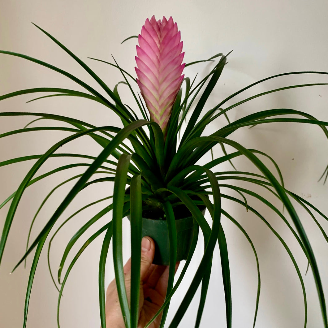 Tillandsia Cynea 