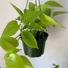 Load image into Gallery viewer, Neon Pothos in 6” hanging basket
