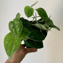 Load image into Gallery viewer, Scindapsus Pictus ” 4” pot
