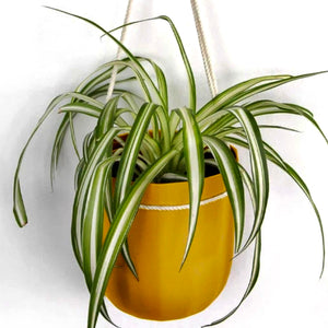 Wally Loop Planter (multiple colours available)