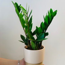 Load image into Gallery viewer, ZZ Plant (zamioculcas zamiifolia) approximately 20 inches tall in  6” pot
