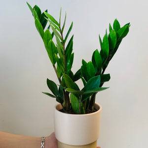 ZZ Plant (zamioculcas zamiifolia) approximately 20 inches tall in  6” pot