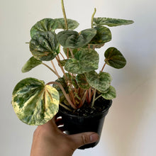 Load image into Gallery viewer, Peperomia Caperata &quot;Pink Lady&quot; 3.5&quot; pot
