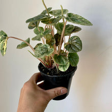 Load image into Gallery viewer, Peperomia Caperata &quot;Pink Lady&quot; 3.5&quot; pot

