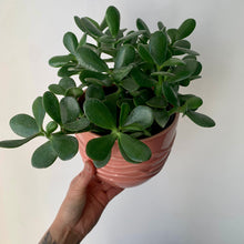 Load image into Gallery viewer, Jade Succulent (Crassula Ovata) 6” pot
