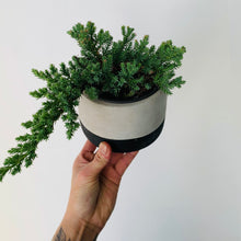 Load image into Gallery viewer, Juniper Bonsai Tree 4” pot
