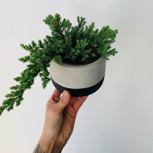 Juniper Bonsai Tree 4” pot