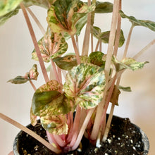 Load image into Gallery viewer, Peperomia Caperata &quot;Pink Lady&quot; 3.5&quot; pot
