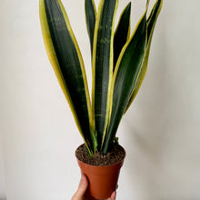 Load image into Gallery viewer, Sansevieria “Black Gold” 5”pot
